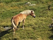 33 Cavallo al pascolo in Val Bomino